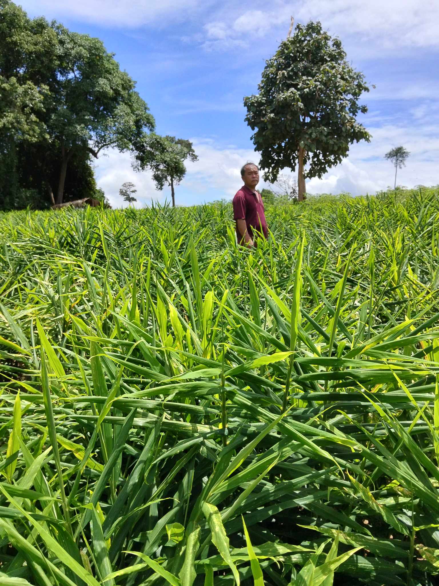 เกษตรกรยืนอยู่ในไร่ขิงที่โตเต็มที่